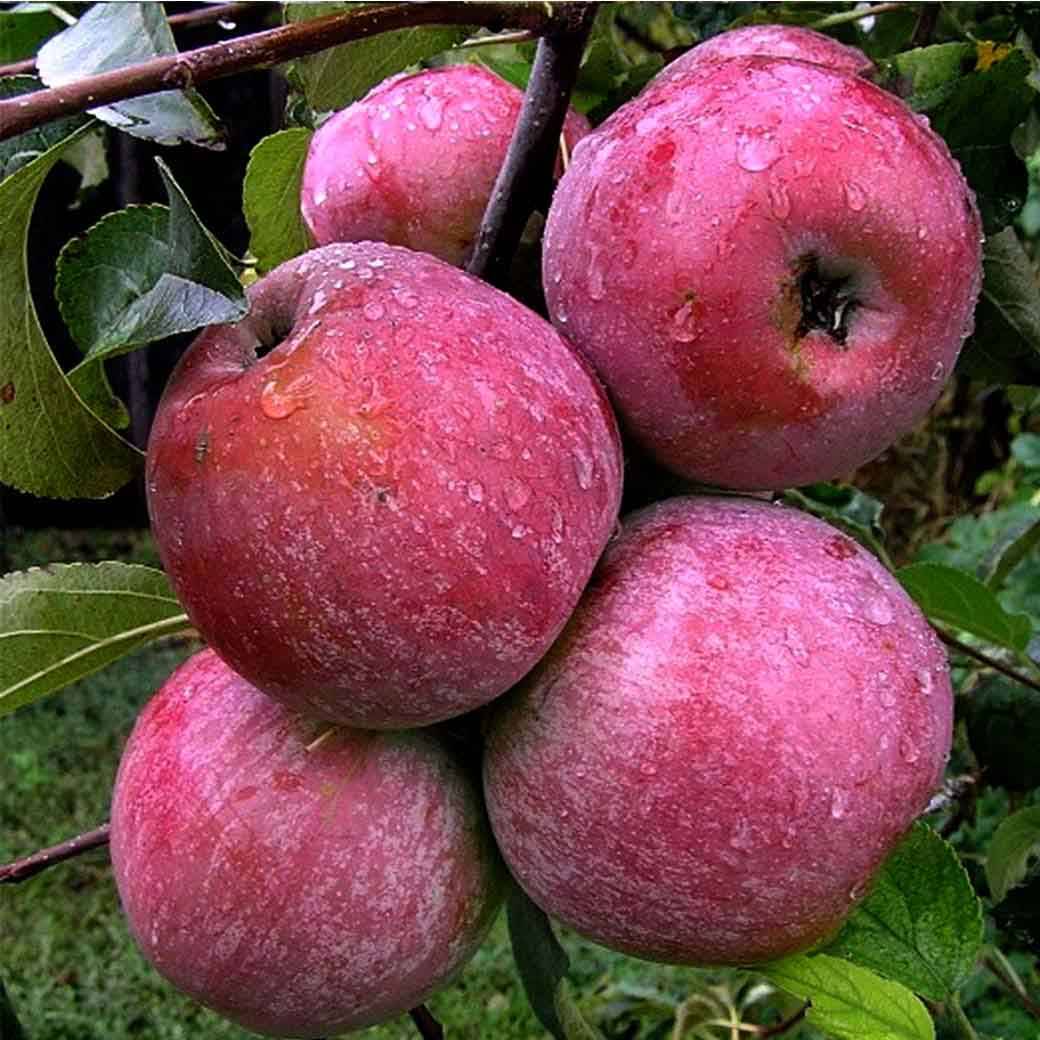 Вам нужны яблоки, идеальные для приготовления сока? посадите сорт «памяти ульянищева»