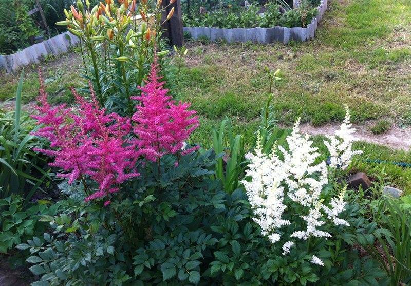 Цветок астильба – посадка и уход в открытом грунте, лучшие сорта и способы размножения