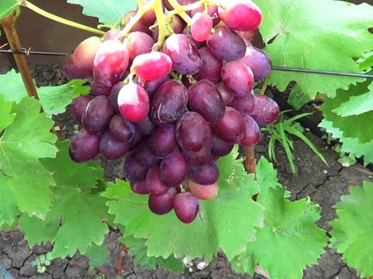 Виноград потомок ризамата: описание сорта и фото, его характеристики и особенности выращивания