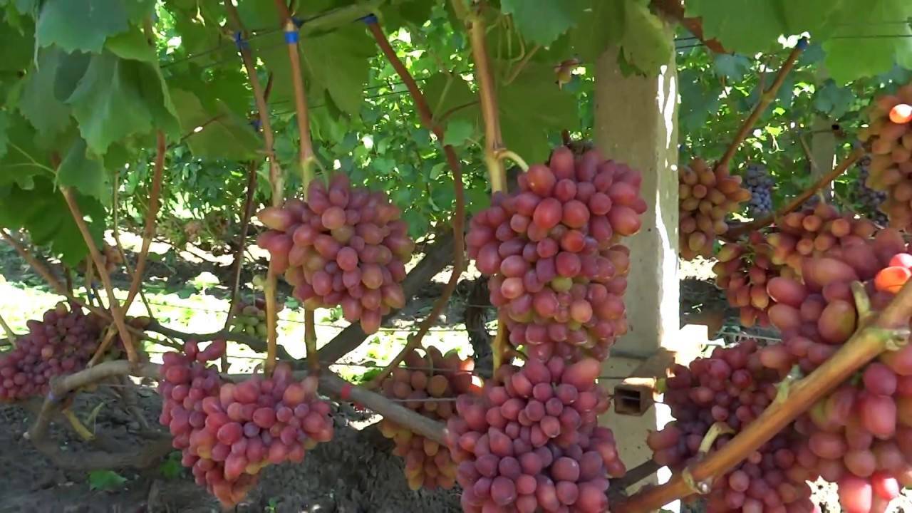 Клубника богема: отзывы, фото, описание позднего сорта, особенности выращивания, посадка и уход, урожайность, морозоустойчивость