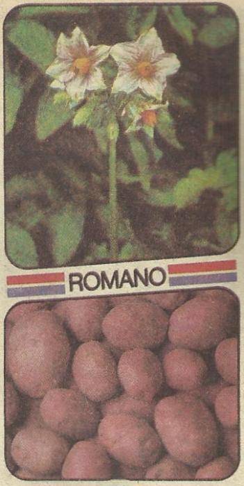 Картофель «романо»: описание сорта и правила выращивания