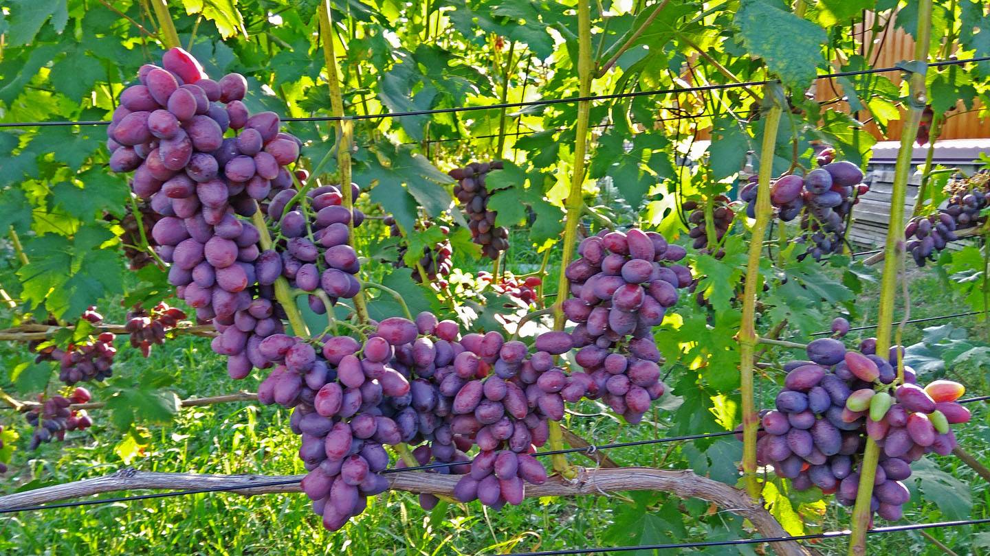 Milano grape