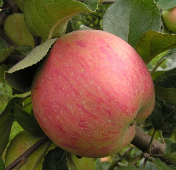 Сорт яблок штрифель (осеннее полосатое): особенности и характеристика, оптимальные условия для выращивания, фото