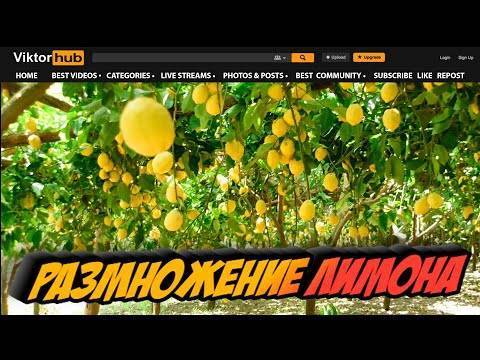 Занятие в моип - актинидия и лимонник к. с.-х. н. козак н.в.