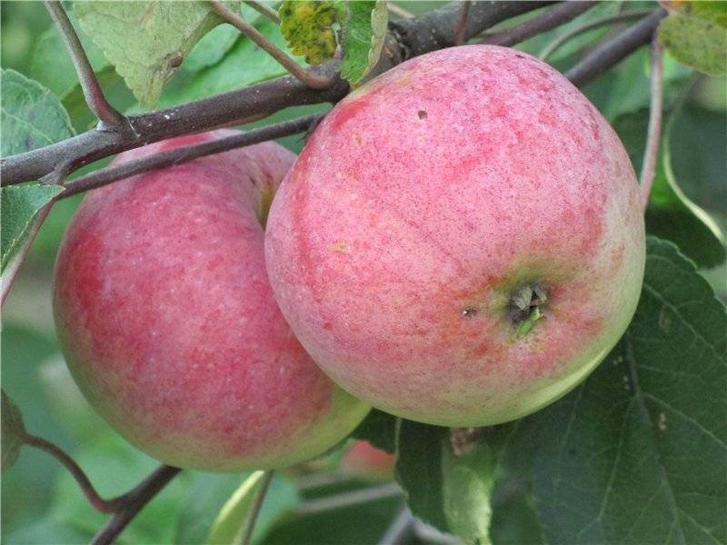 Описание сорта яблони малиновка: фото яблок, важные характеристики, урожайность с дерева