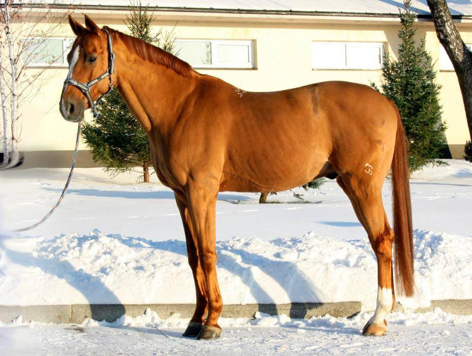 Буденновская порода лошадей: фото и видео, характер, разведение и описание