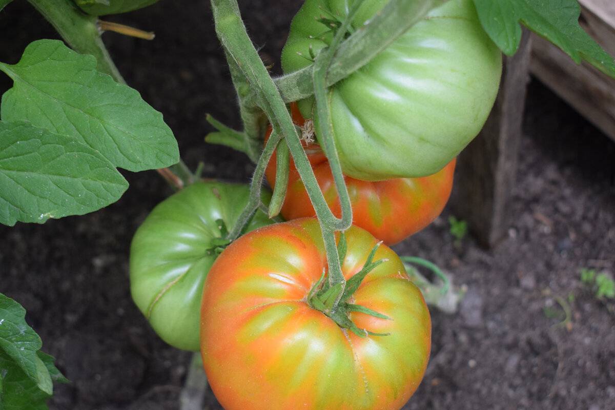 Лучшие сорта томатов для теплицы из поликарбоната с фото и описанием