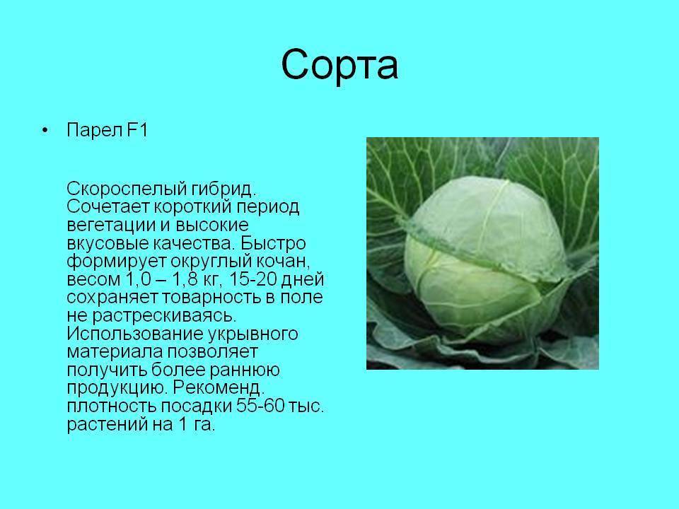 Капуста парел - описание сорта, фото, выращивание в россии | огородникам инфо