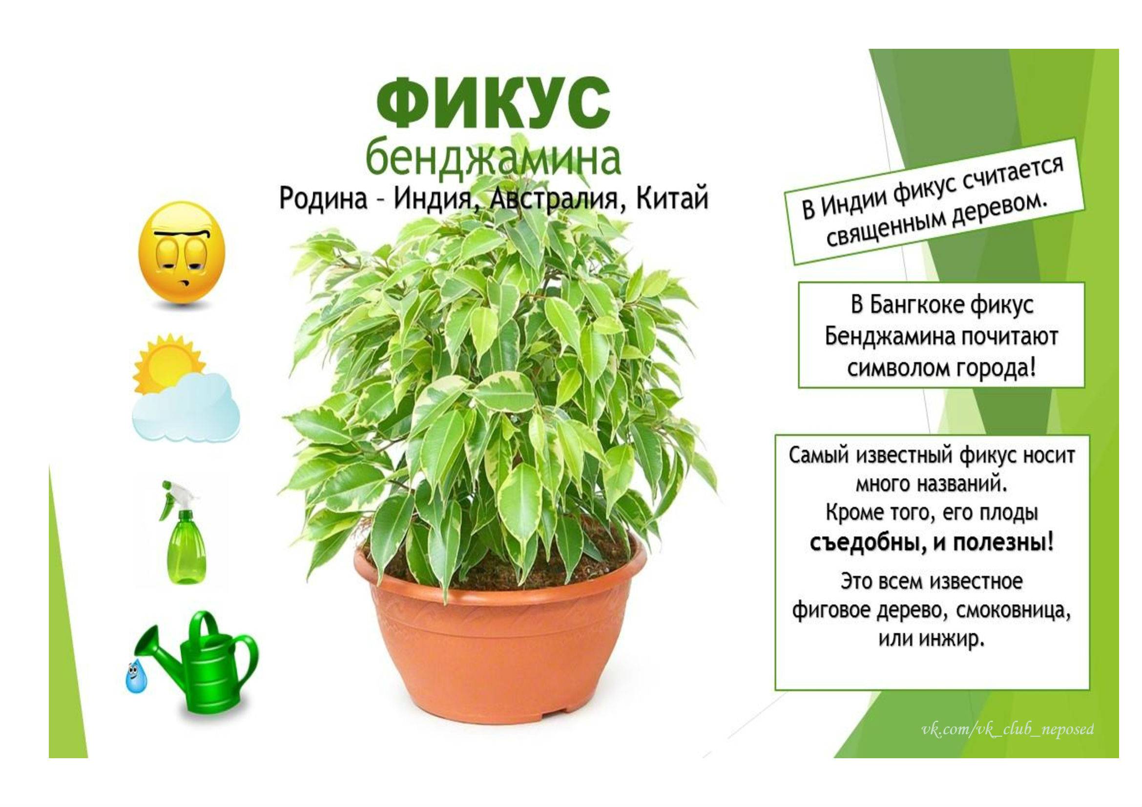 Фикус паспорт растения для детского сада