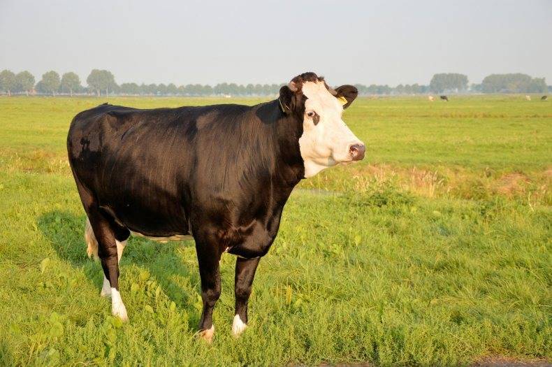 Холмогорская порода коров - характеристика, отзывы, плюсы и минусы