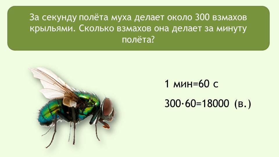 Скорость мухи составляет. Скорость полета мухи. Скорость полета комнатной мухи. Сколько взмахов в секунду делает пчела крыльями. Сколько взмахов в секунду делает Муха.