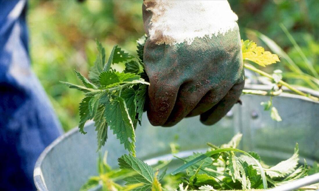 А удобрение под ногами — «сорняковая болтушка», или «травяной чай». как сделать удобрение из травы своими руками? фото — ботаничка.ru