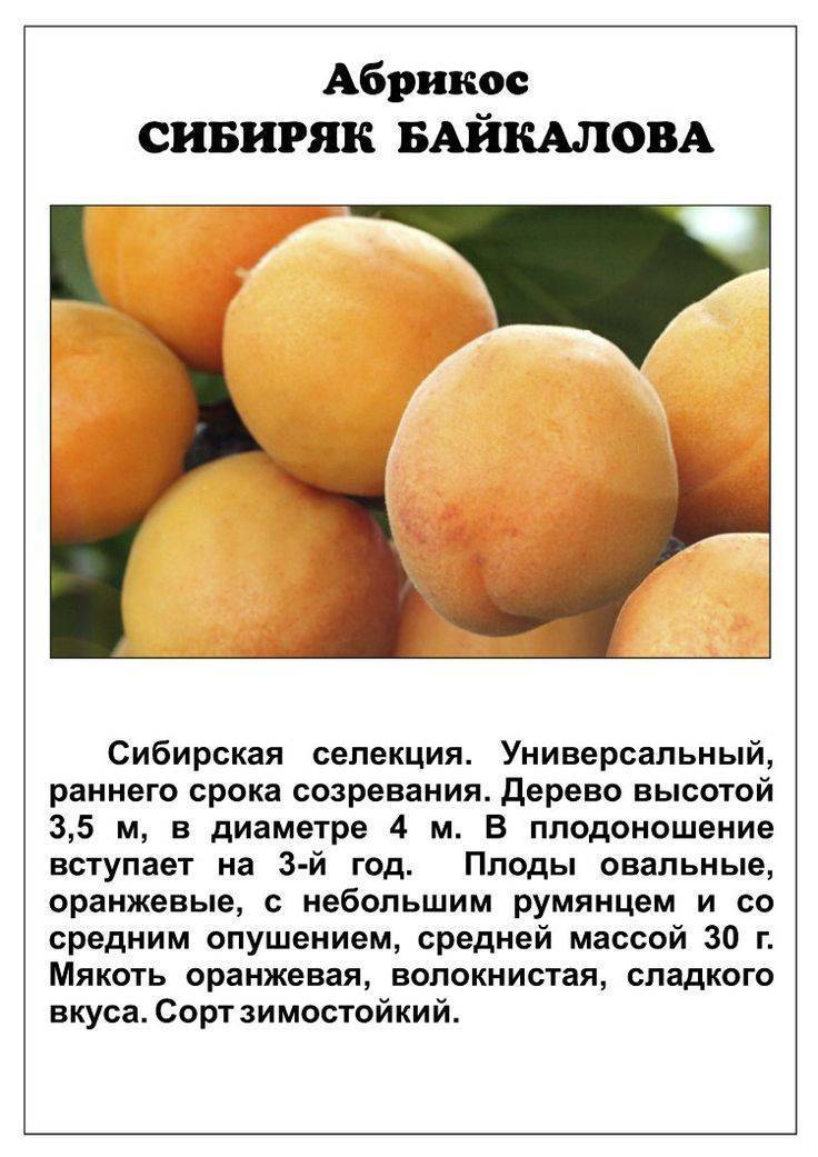 Обзор 8-ми лучших сортов абрикос. рейтинг по отзывам пользователей
