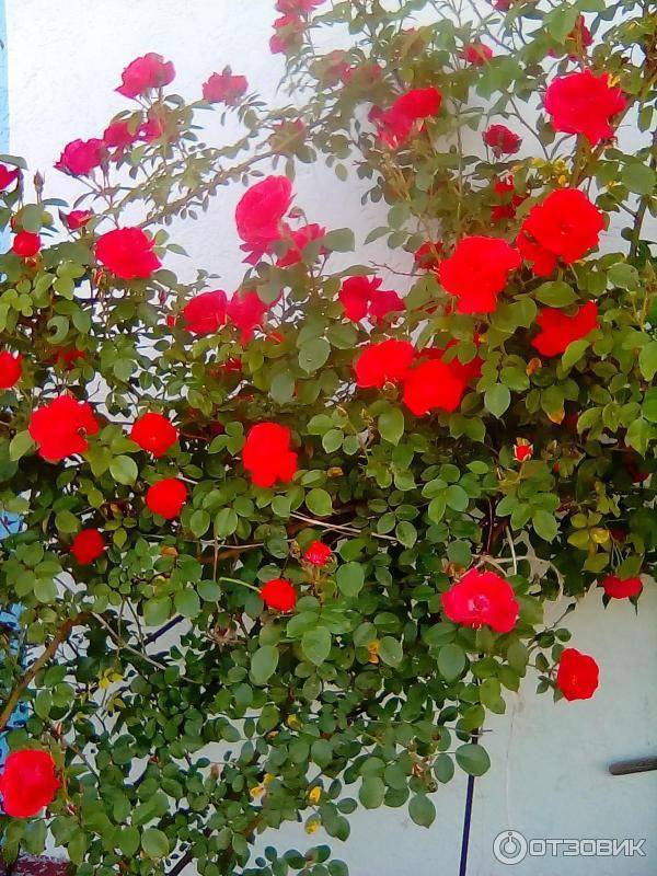 Плетистая роза амадеус, фото и описание