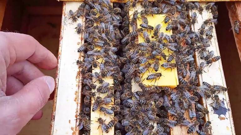 Как сделать отводок пчел самым простым способом весной и осенью, с маткой, без матки