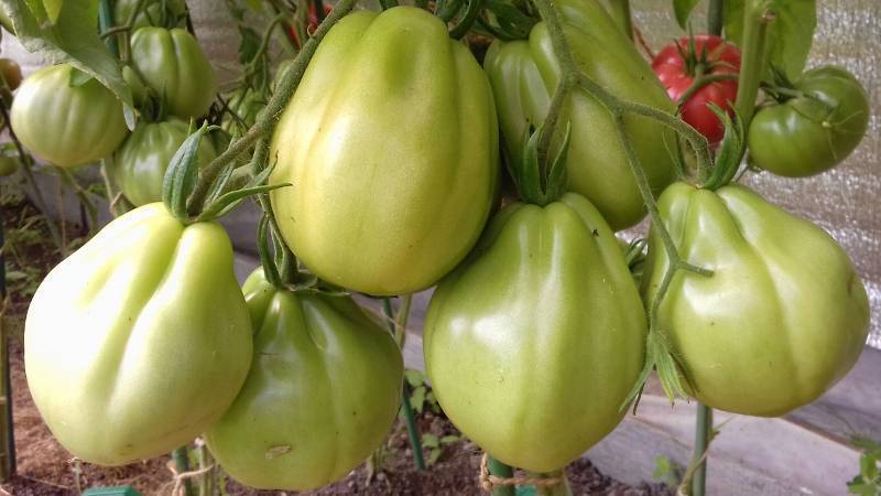 Томат сто пудов (50 фото): описание сорта помидор 100, сахарный пудовичок, отзывы