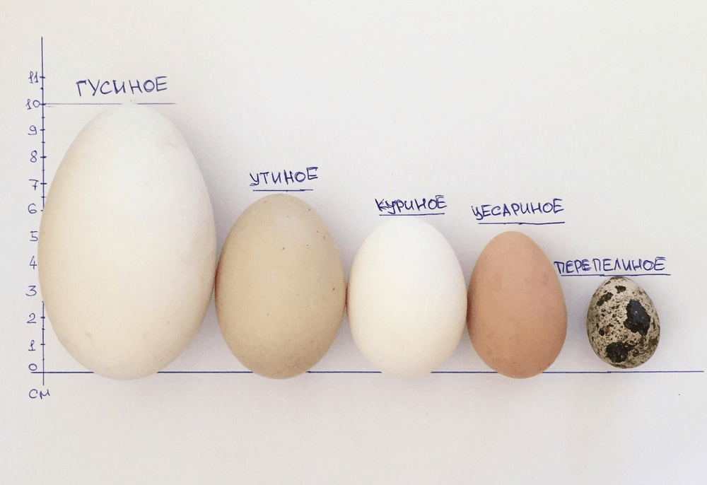 Яйца цесарки – польза и вред, особенности употребления