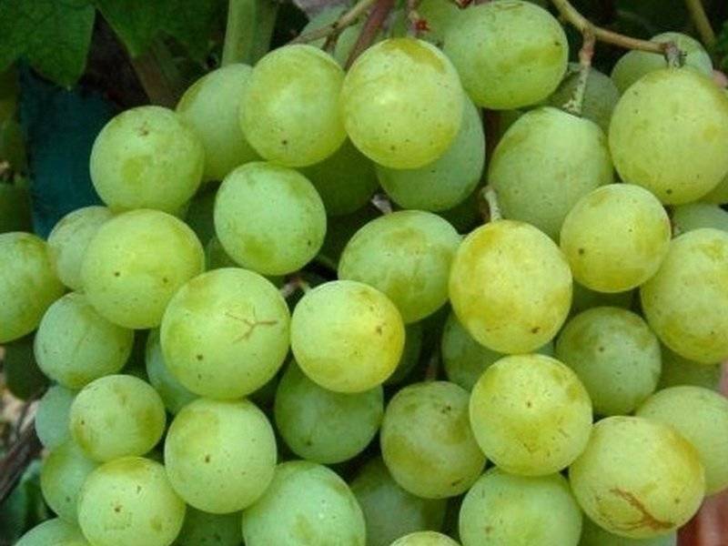 Морозостойкие (неукрывные) сорта винограда