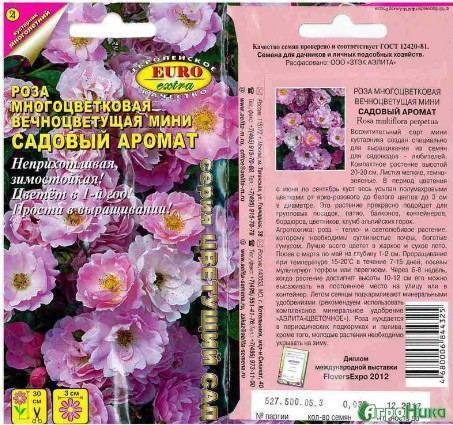 Роза Китайская Крылья Ангела Фото