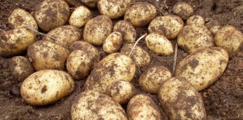 Особенности выращивания сорта картофеля сынок и его отличительные характеристики