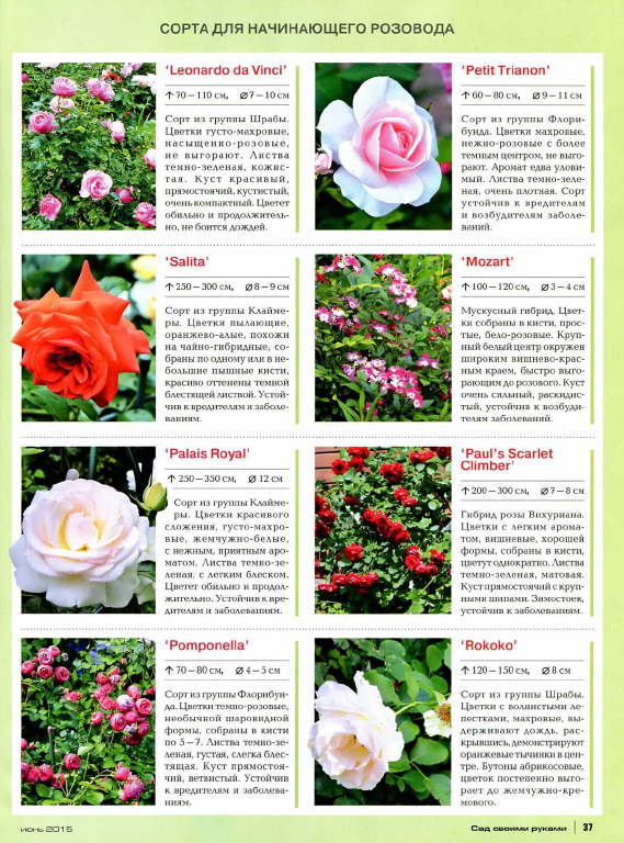 Сорта роз шрабы с фото и названиями и описанием