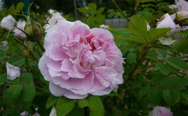 Роза александр маккензи: описание, посадка, уход, болезни, вредители