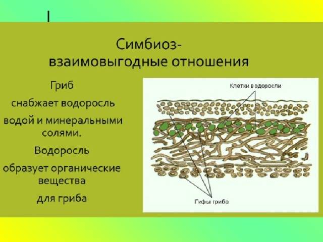 Строение организма лишайников: симбиоз водорослей и грибов, особенности, размножение и питание