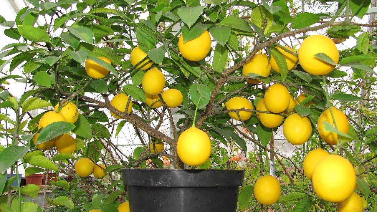 Выращивание комнатного лимона