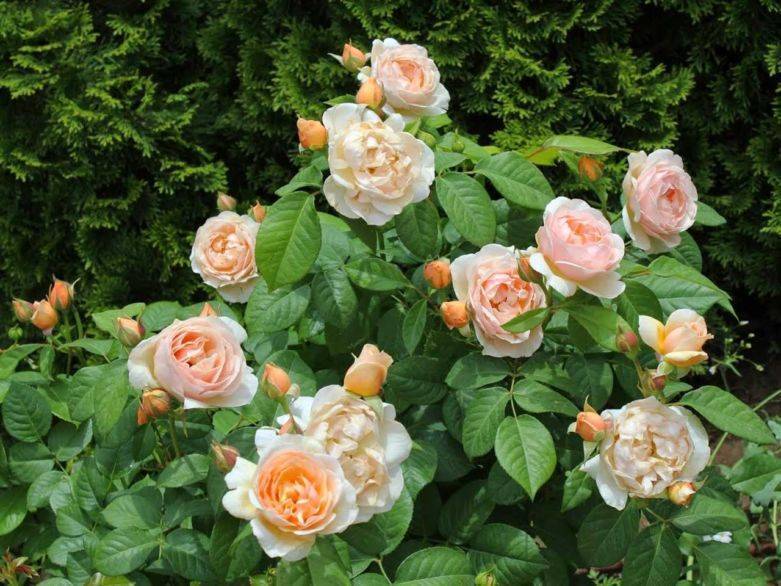 Белые английские розы дэвида остина