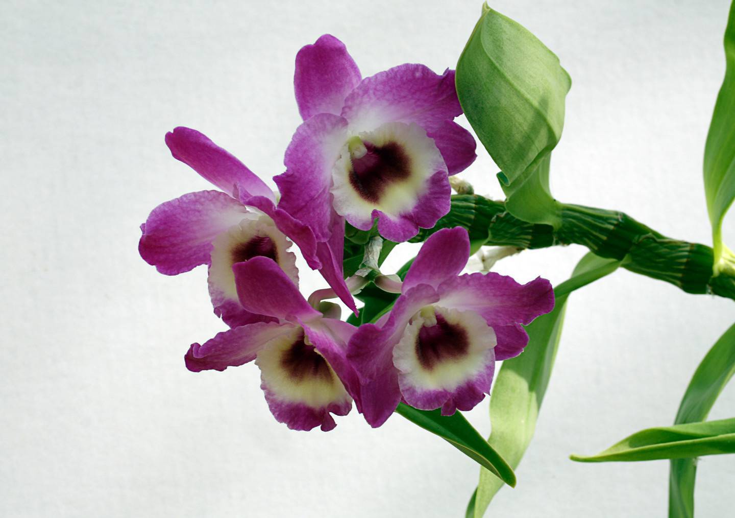 Орхидея дендробиум: фото, описание, сорта, особенности разведения и ухода - sadovnikam.ru