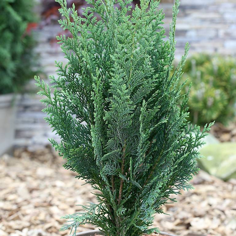 Кипарисовик – вечнозеленое хвойное многолетнее растение