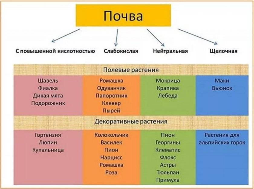 Кислотность почвы по сорнякам с фото