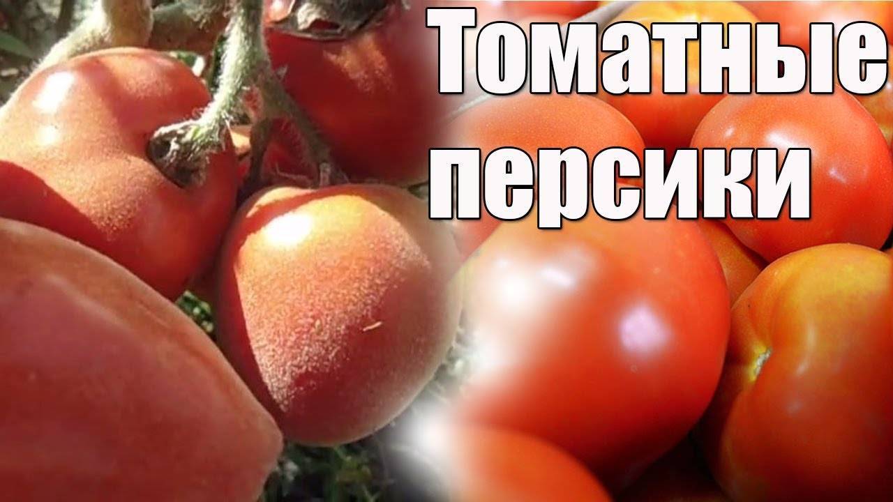 Трендовые помидоры с красивым окрасом — томат персик f1: описание сорта и советы по выращиванию