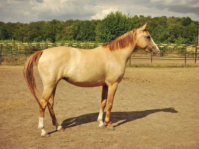 Каурая масть лошади: фото, какой это цвет