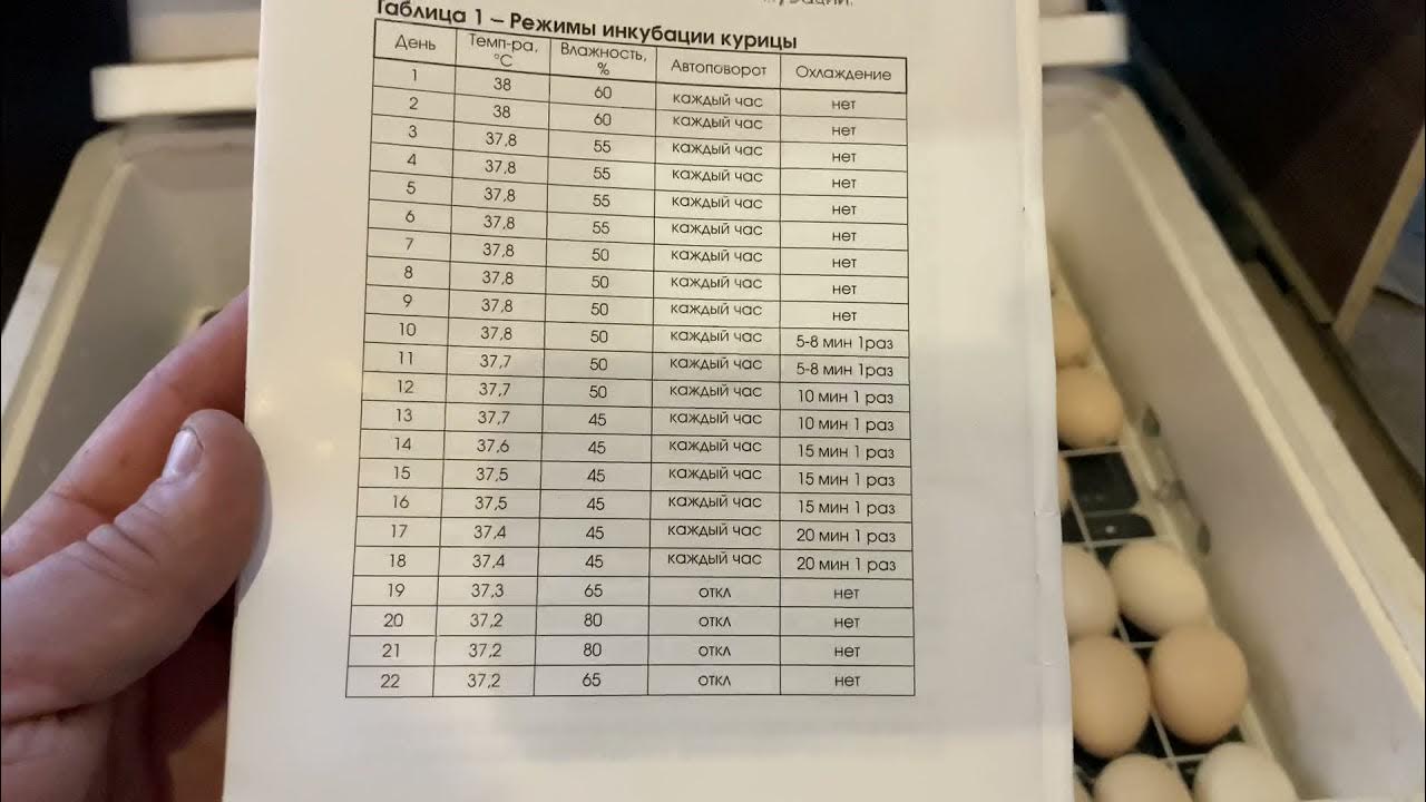 Проект выведение цыплят в инкубаторе в домашних условиях