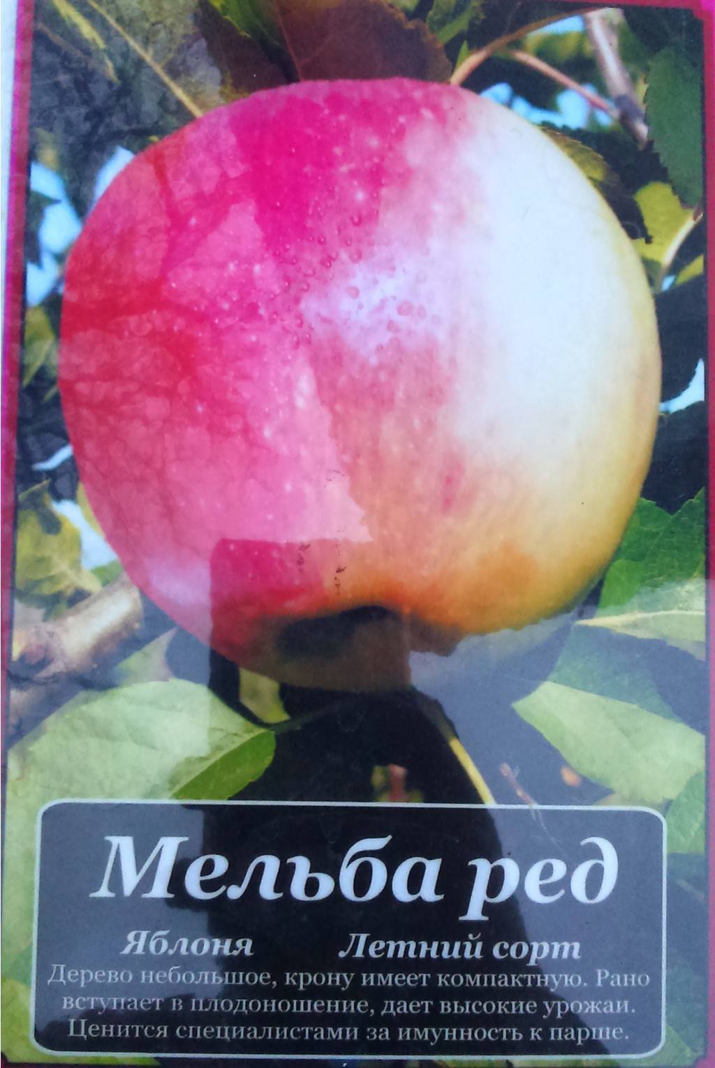 Сорт яблони Мельба