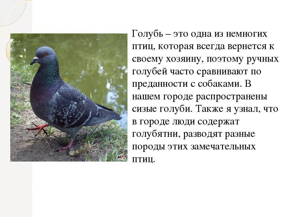 Составь по задаче схему рассуждений на голубятне было 42 сизых голубя