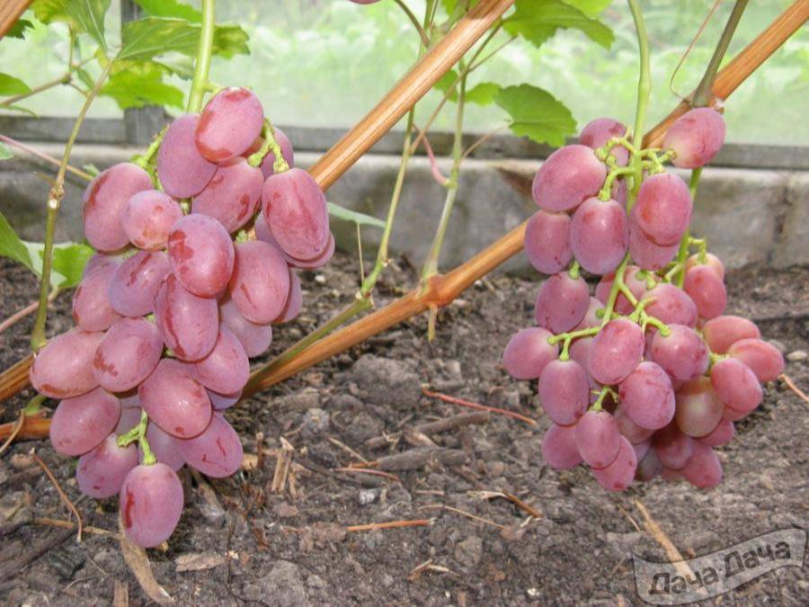 Виноград гурман ранний: описание сорта, особенности, урожайность и отзывы