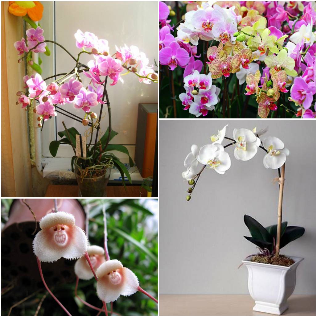 Орхидея после покупки — уход в домашних условиях
