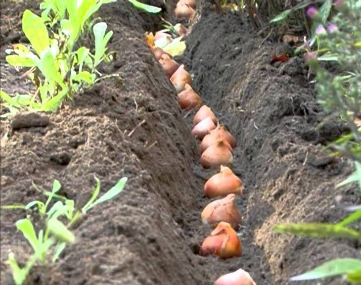 Посадка тюльпанов осенью: когда и как посадить