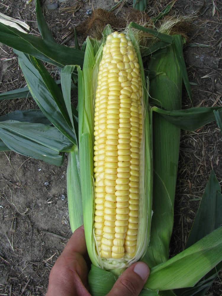Сорт кукурузы трофи f1 - fermnamilion