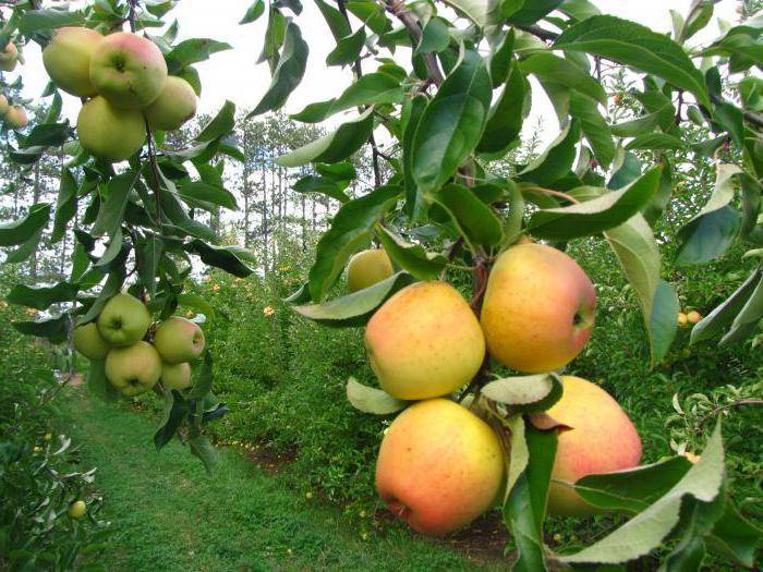 Летние сорта яблонь для подмосковья: фото и описание лучших из них