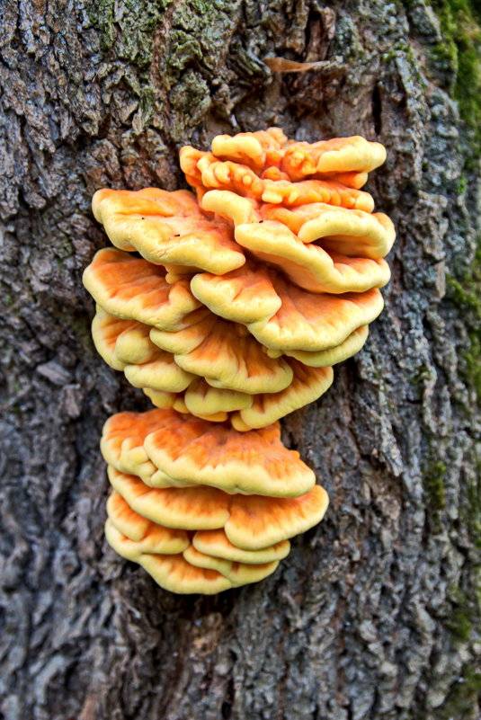 Трутовик серно-желтый или куриный гриб (laetiporus sulphureus): фото, описание, рецепты приготовления и лечебные свойства