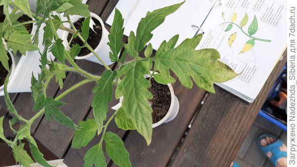 Почему у рассады помидоров фиолетовые листья, стебель: причины, что делать, чем подкормить