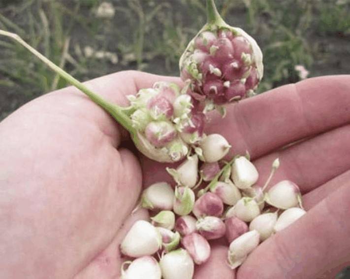 Выращивание чеснока из бульбочек: тонкости агротехники