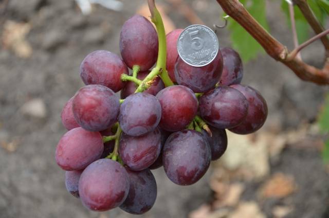 Виноград эверест: описание, фото и отзывы