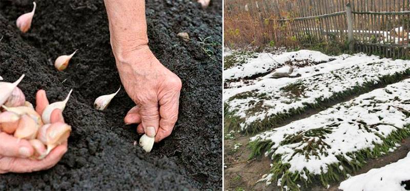 В чем секрет богатого урожая озимого чеснока — учимся правильно высаживать полезную луковичную культуру на зиму — фазенда
