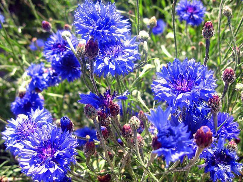 Василек садовый цветок, многолетний | flowery-blog