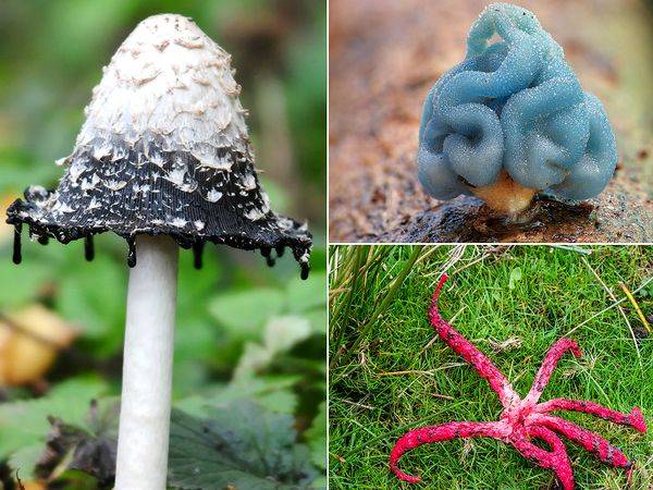 Самые необычные грибы в мире — викигриб