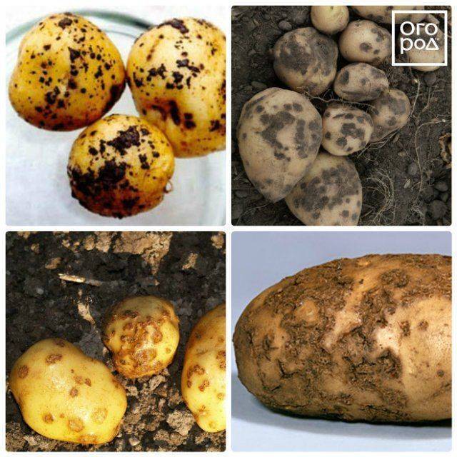 Парша картофеля: виды, признаки, эффективные меры борьбы